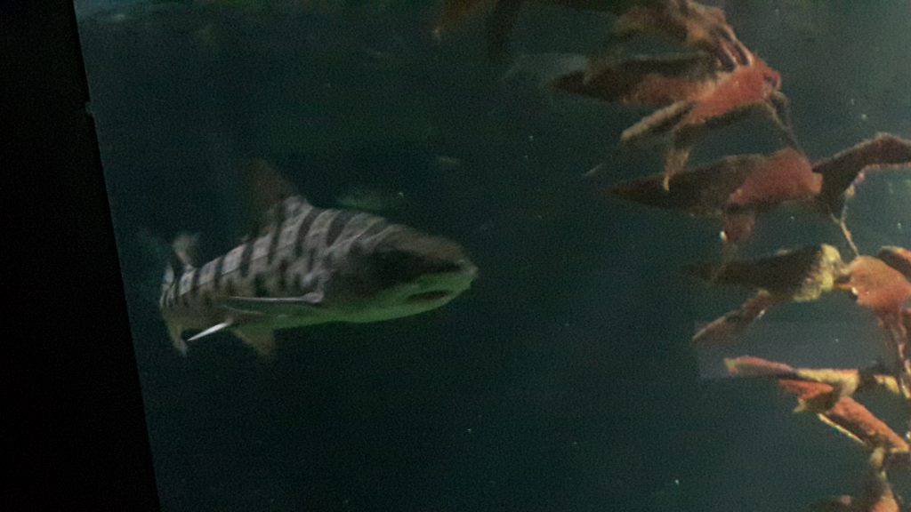 Nausicaa aquarium in Boulogne-sur-Mer